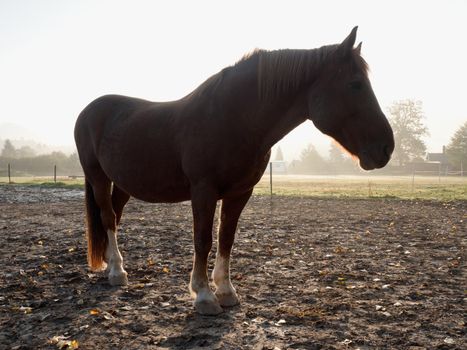 Curious horse in small farms. Horse in the forest. Natural composition.