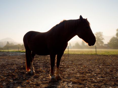 Cute calm horse in morning sunlight, muddy paddock