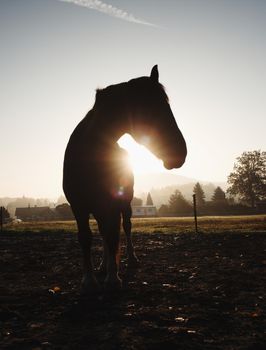 Cute calm horse in morning sunlight, muddy paddock