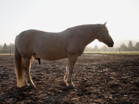 White horse on the mountain pasture at horse farm.  White horse in color Isabella within autumn morning breakfast