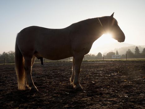 White horse on the mountain pasture at horse farm.  White horse in color Isabella within autumn morning breakfast