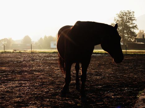 Cute calm horse in morning sunlight, muddy paddock