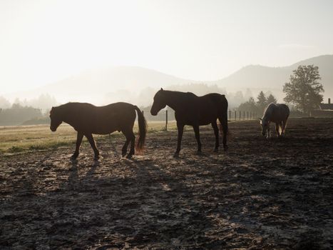 Brown horse in the foreground. Misty sunrise over the field with idyllic  mood