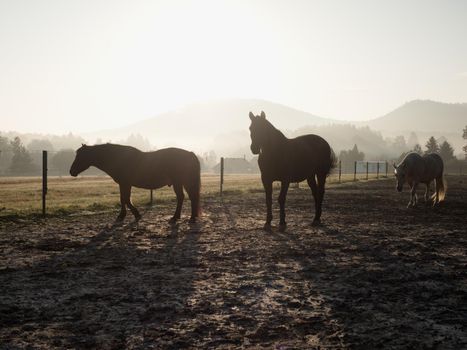 Horses On The Autumn muddy meadow, cold autumn sun at horizon