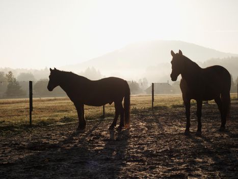 Sunny morning and free horses graze among electrical fence. Cold misty morning at farm