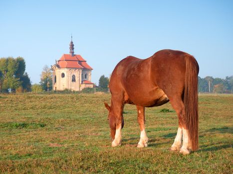 Selective focus of beautiful brown horse grazing on meadow at chapel