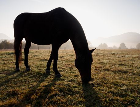 Sunny morning and free horses graze among electrical fence. Cold misty morning at farm