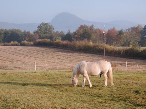 Nice fat horses grazing grass on a mountain meadow. Muddy grassy places in paddock at horse ranch