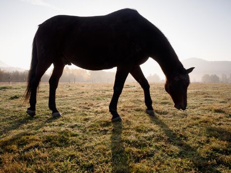 Horses on green field early misty morning.  A bay horse grazes on a meadow.