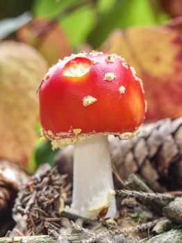 Gentle red toadstool Amanita muscaria or fly agaric mushroom on the forest still 