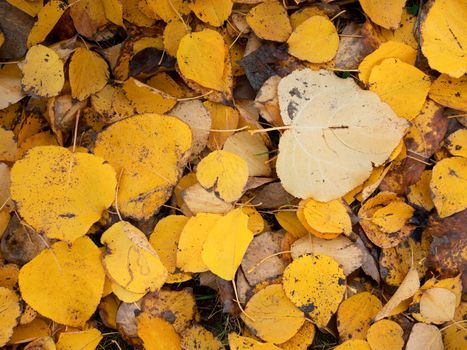 Autumn orange yellow poplar leaves on ground. Golden autumn carpet