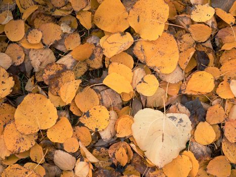 Autumn season. Fallen poplar leaves of different kind of colors and condition.