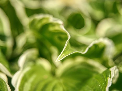 Green variegated Hostas. Hosta plant is popular Perennial flower grows in wet shady places