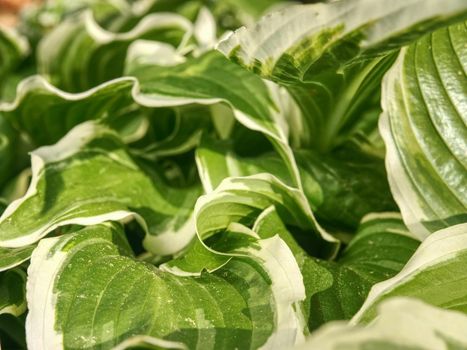 The hosta plant.  Decorative form of popular flower, village park with flower beds