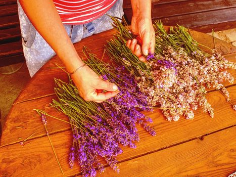 Hands prepare bunches of medicinal herbs. Herbal medicine.