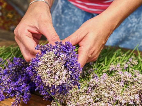 Woman hands binding lavender flowers with scissors and string.  Gathering a bouquet of lavender.