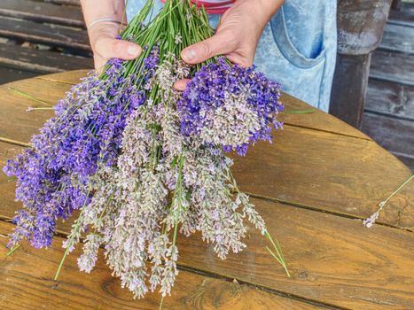 Female hands hold bunch of freshly harvested lavender. Preparing of flower stalks for drying. 