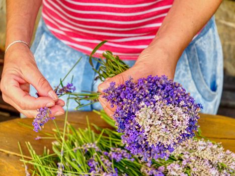 The handsome female hands of the gardener process fresh lavender stalks into fragrant bundles. Rustic table with natural lavender