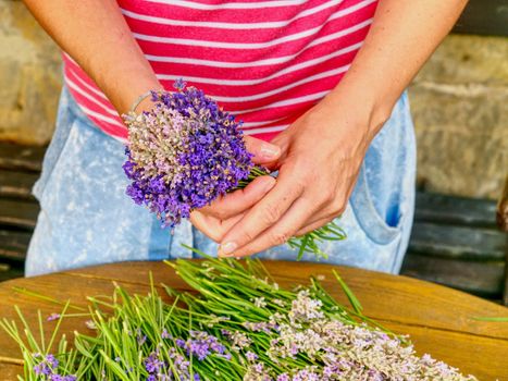 Female Hand Tie up levander bunch. French Provence, home of purple lavandula herbs.