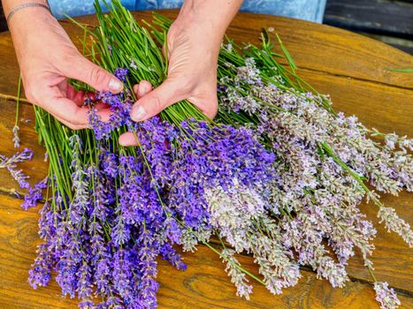 Collecting of blended stalks. Nice bouquet of the beautiful smell lavender branches