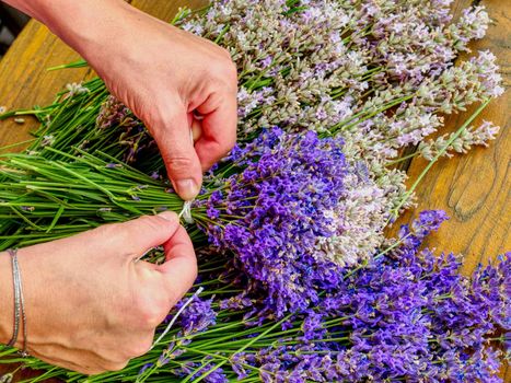 Female hands hold bunch of freshly harvested lavender. Preparing of flower stalks for drying. 