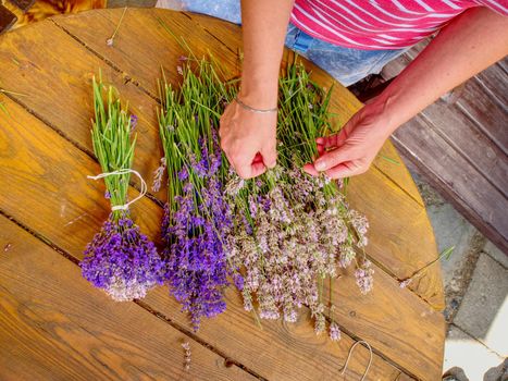 The young hands of gardener tie fragrant bundles with fresh lavender stalks. Rustic decoration with natural lavender