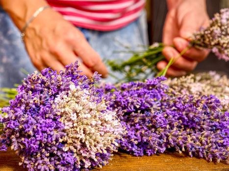 Dry aromatic lavender bunch. Bunches of medicinal herbs. Herbal medicine