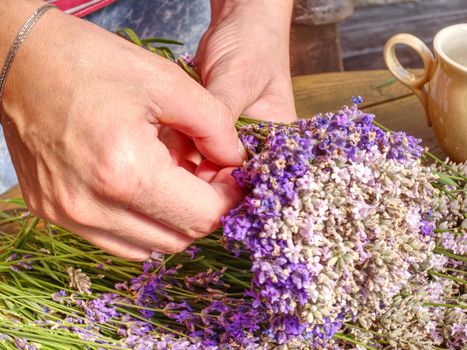 Hand made levander bouquet. Young woman in red white striped t-shirt prepare fragrant bundles.  Medicinal spa herbs.