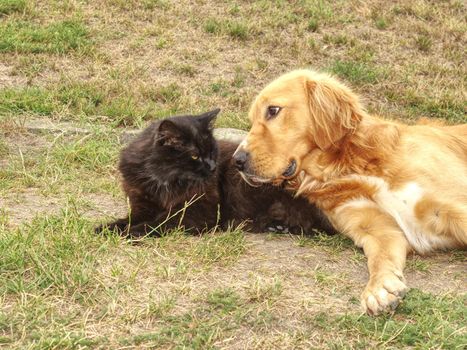 Golden dog play with black cat in the green grass. Friends play and caress