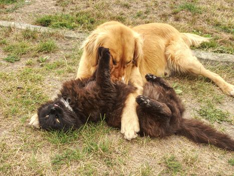 Black cat and Golden Retriever dog lying on grass in sunny summer day.  Dog play with cat.
