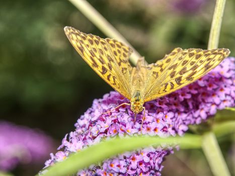 Butterfly on blooming purple butterfly bush. Little pink-purple flowers as an ornamental pattern or texture