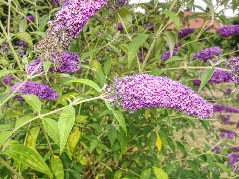 Butterfly in garden. Buddleja davidii, summer lilac, butterfly-bush or orange eye species of flowering plant in family Scrophulariaceae