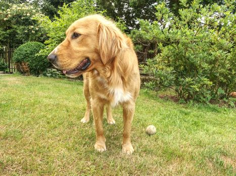 Golden Retrievers are very smart dog that are loyal and friendly. Close view into dogs face