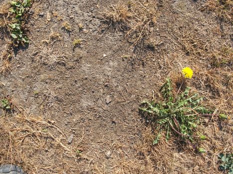 Extreme hot summer without any rain. Burnt grass in meadow. Dry cracked earth background. 