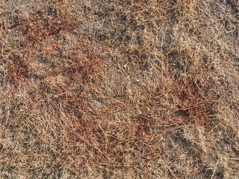 Texture of brown grass dried within extreme dryness. Stalks of dried grass in hot  summer.