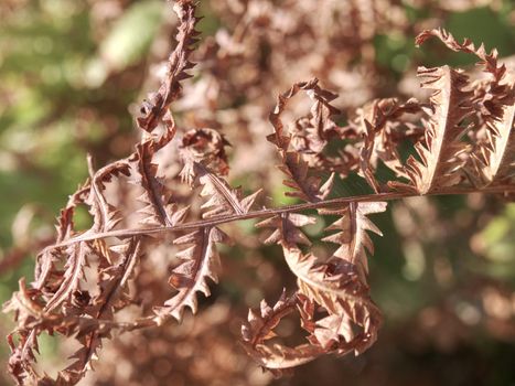 Dry fern stalks and dead twigs on dry forest background. The dryness year in history. 