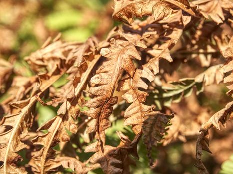 Dry orange stalk of fern. Extreme hot in forest without any rain. Extreme weather.