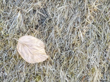 Sun burnt green. Stalks of dry grass in extreme hot summer. Dryness dissaster.