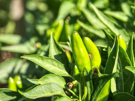 Detail of tree and Green chili pepper in the garden. Fresh green fruits