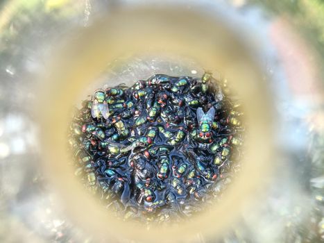 Trapped fly in bottle.  Trap for wasps and hornets  in a fruit orchard. The traditional ecological trap for flies of hangs on a tree 