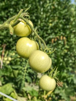 Fresh green unripe tomatoes on the plant.  Green Heirloom Tomato Ripening on the Vine