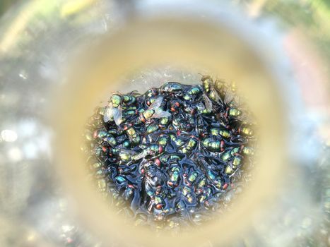 Insecticidal pest trap in detail.  Farmer used glass bottle with fermenting sticky bait, a lots of flies trapped.