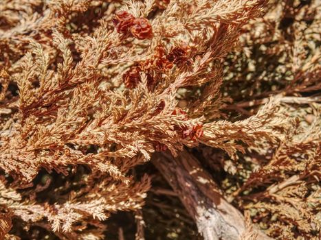 Dry dead thuja. Tree in park dryied consequence of extreme hot summer without any rain.