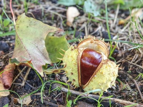 Autumn leaves and chestnuts in green grass, very low ankle view. Open broken peel  with fresh nut inside.