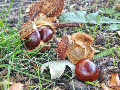 Nice fresh chestnut found in grass, symbol of beginning  autumn.  