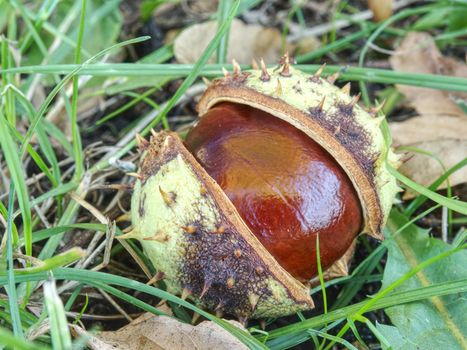 Autumn leaves and chestnuts in green grass, very low ankle view. Open broken peel  with fresh nut inside.