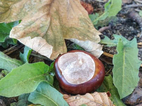 Autumnal nature. Open spiky peels of fallen chestnuts on the grass ground. 