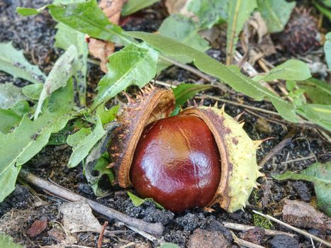 Horse chestnut still life. Falen chestnut hidden in green grass.