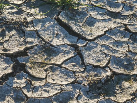 Brown parched land with cracks due to dry climate.  Dry grass turf on hard dry clay. Green plant sprouts in arid desert, life in the desert