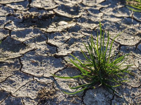 Brown parched land with cracks due to dry climate.  Dry grass turf on hard dry clay. Green plant sprouts in arid desert, life in the desert